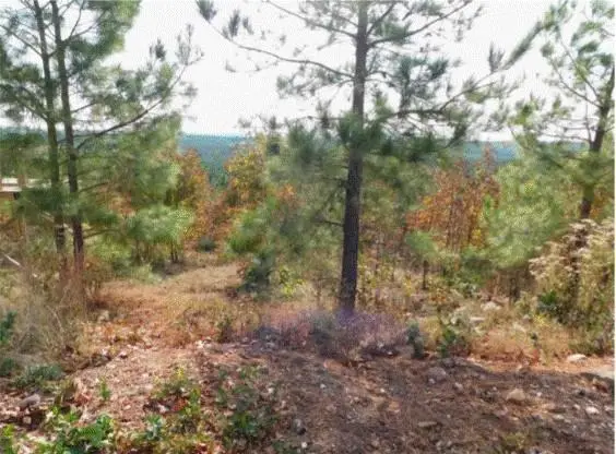 764 Kaisley Blue Eye Way, Broken Bow, OK 74728 - #3