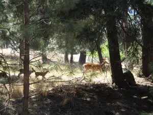 930 Wild Plum Drive, Klamath Falls, OR 97601