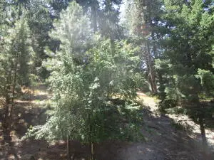 930 Wild Plum, Klamath Falls, OR 97601 - Image #3