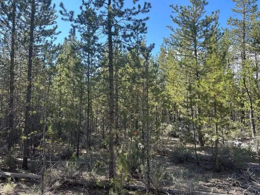 Powerline, Gilchrist, OR 97737 - Image #2