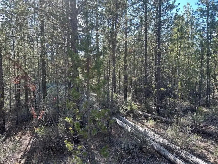 Powerline, Gilchrist, OR 97737 - Image #3