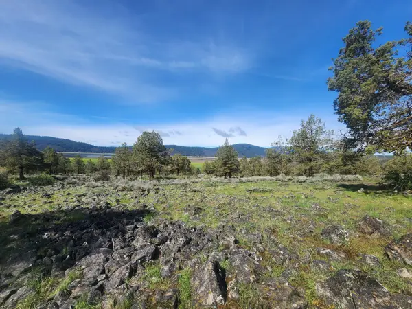 Fox Sparrow, Klamath Falls, OR 97601