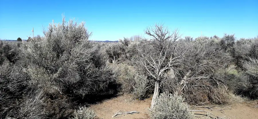 Spruce, Christmas Valley, OR 97641 - Image #3