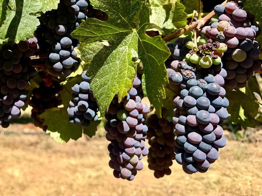 350 Mona, Cave Junction, OR 97523 - Image #2