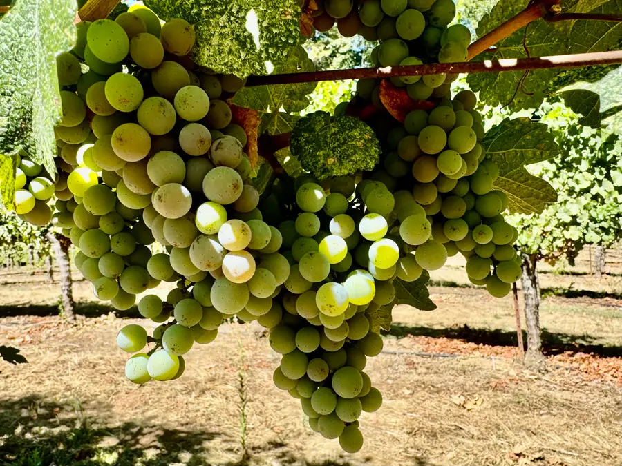 350 Mona, Cave Junction, OR 97523 - Image #3