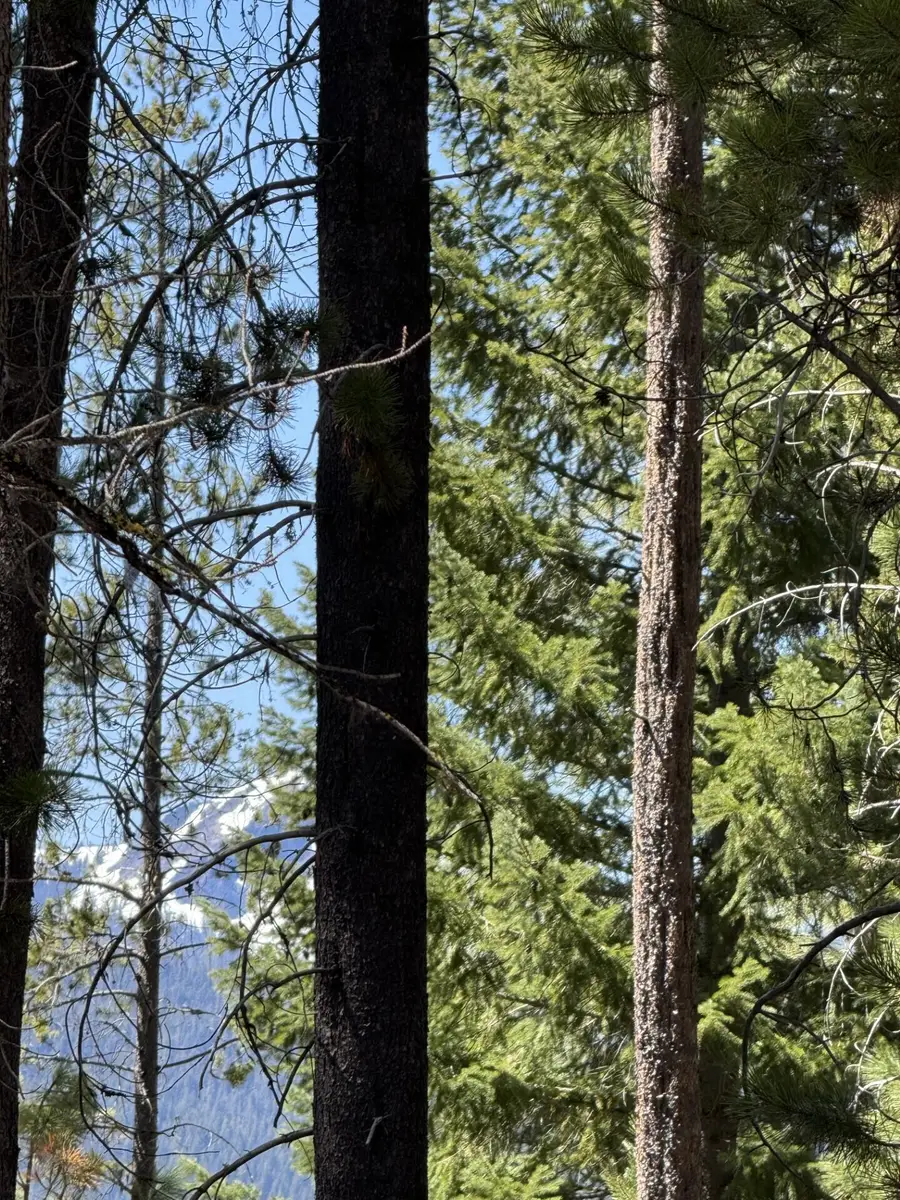 Siah, Crescent Lake, OR 97733 - Image #3