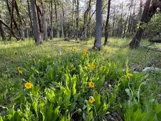 36435 Ditch Creek, Rogue River, OR 97537 - Image #1