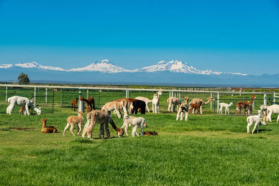 12444 SW Green, Culver, OR 97734 - Image #2