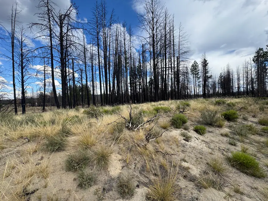 0 Shasta Fir, Beatty, OR 97621 - Image #3