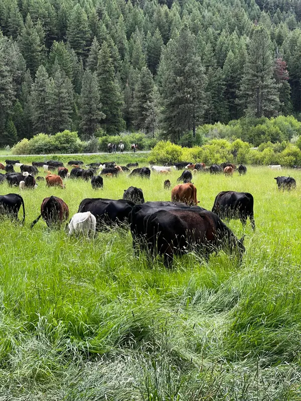 Usfs 36 Road, Mount Vernon, OR 97865