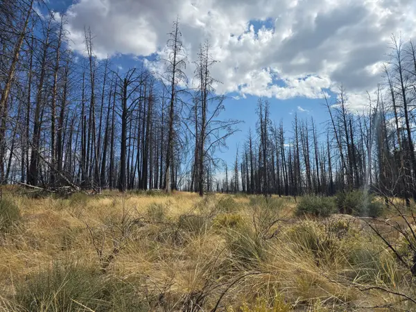 Valley Oak, Bly, OR 97622