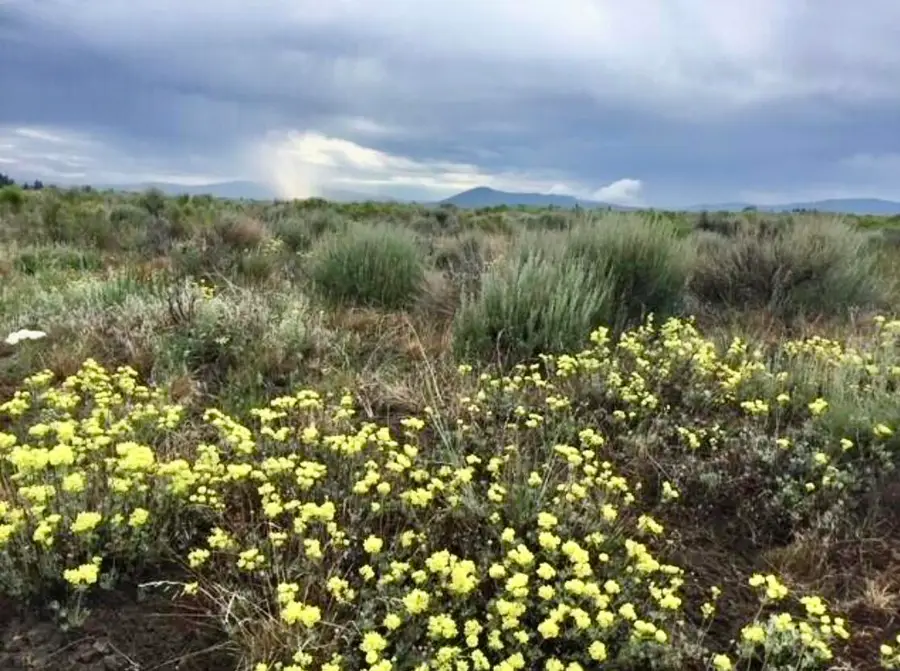Oregon Pine, Sprague River, OR 97639 - Image #2