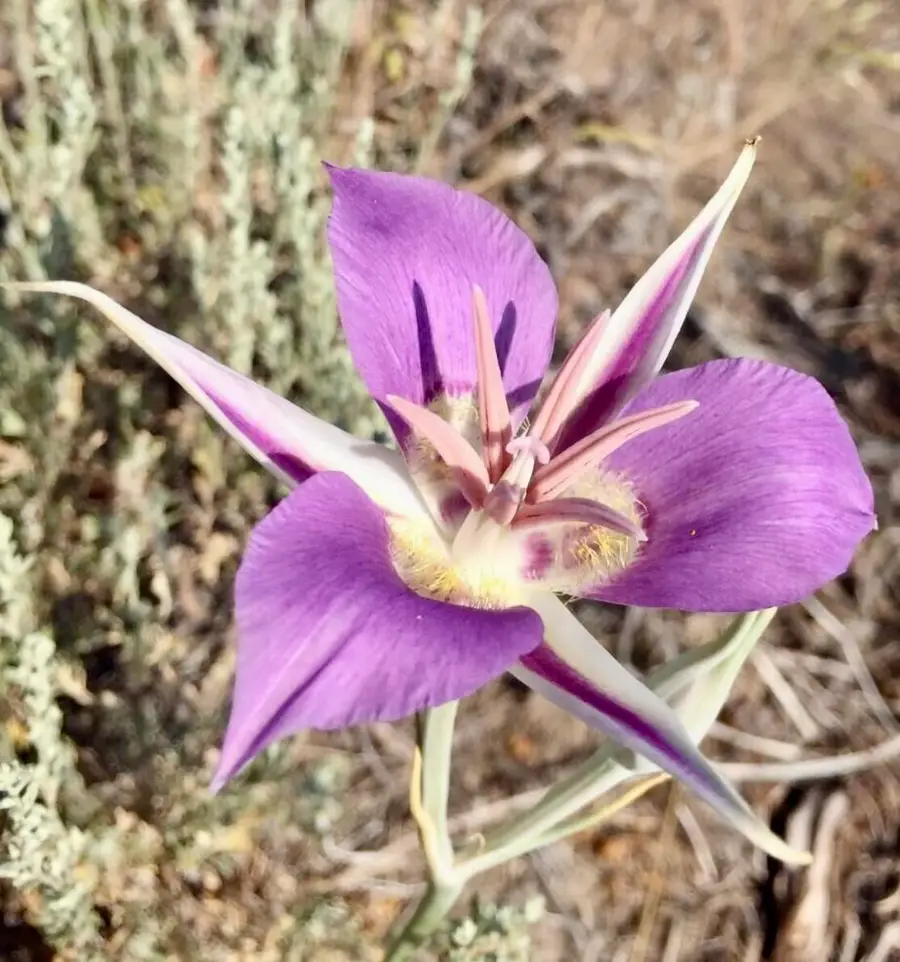 Oregon Pine, Sprague River, OR 97639 - Image #3