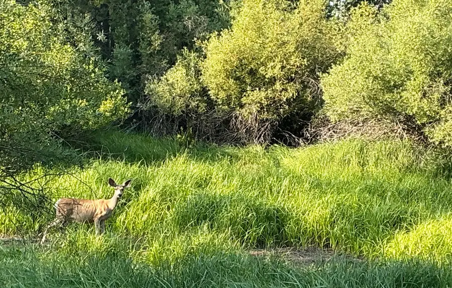 55086 Log Bridge, Bend, OR 97707 - Image #3