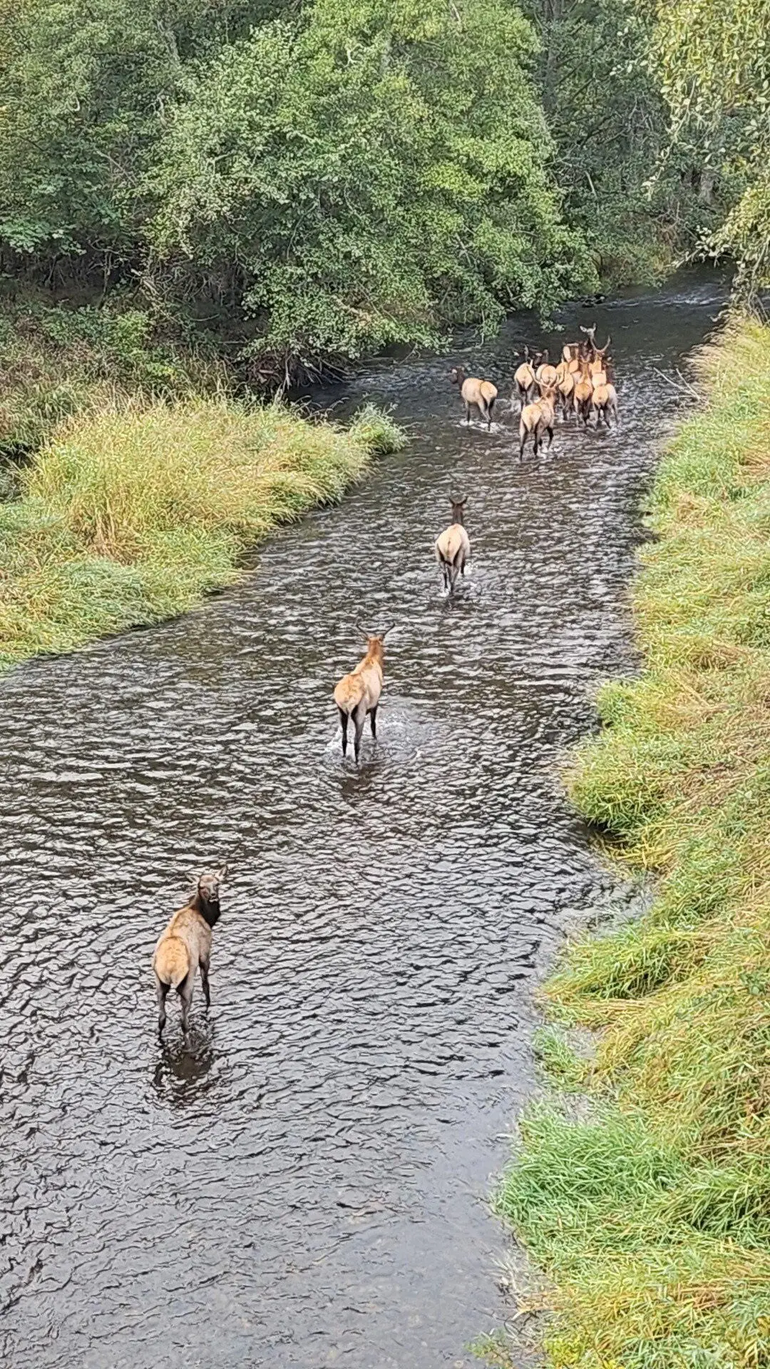 188 Pisqually Lane, Azalea, OR 97410 - #1