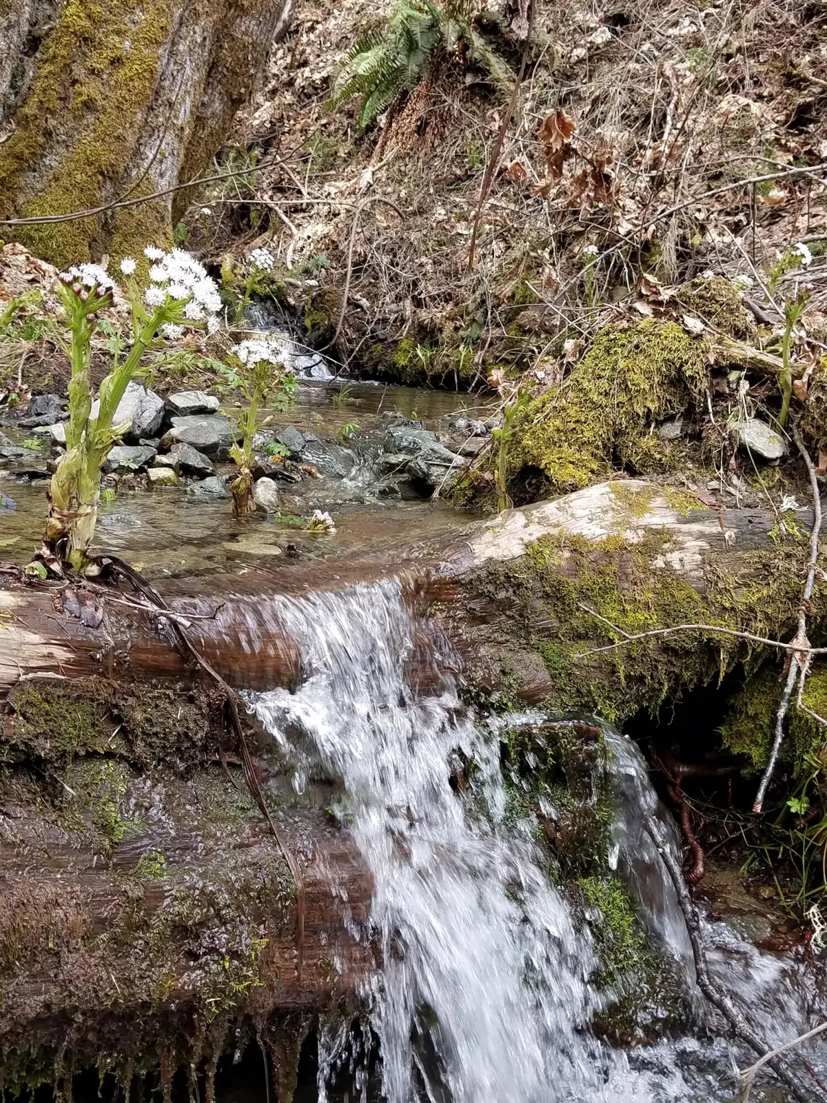 2905 Birdseye Creek Road, Gold Hill, OR 97525 - Image #1