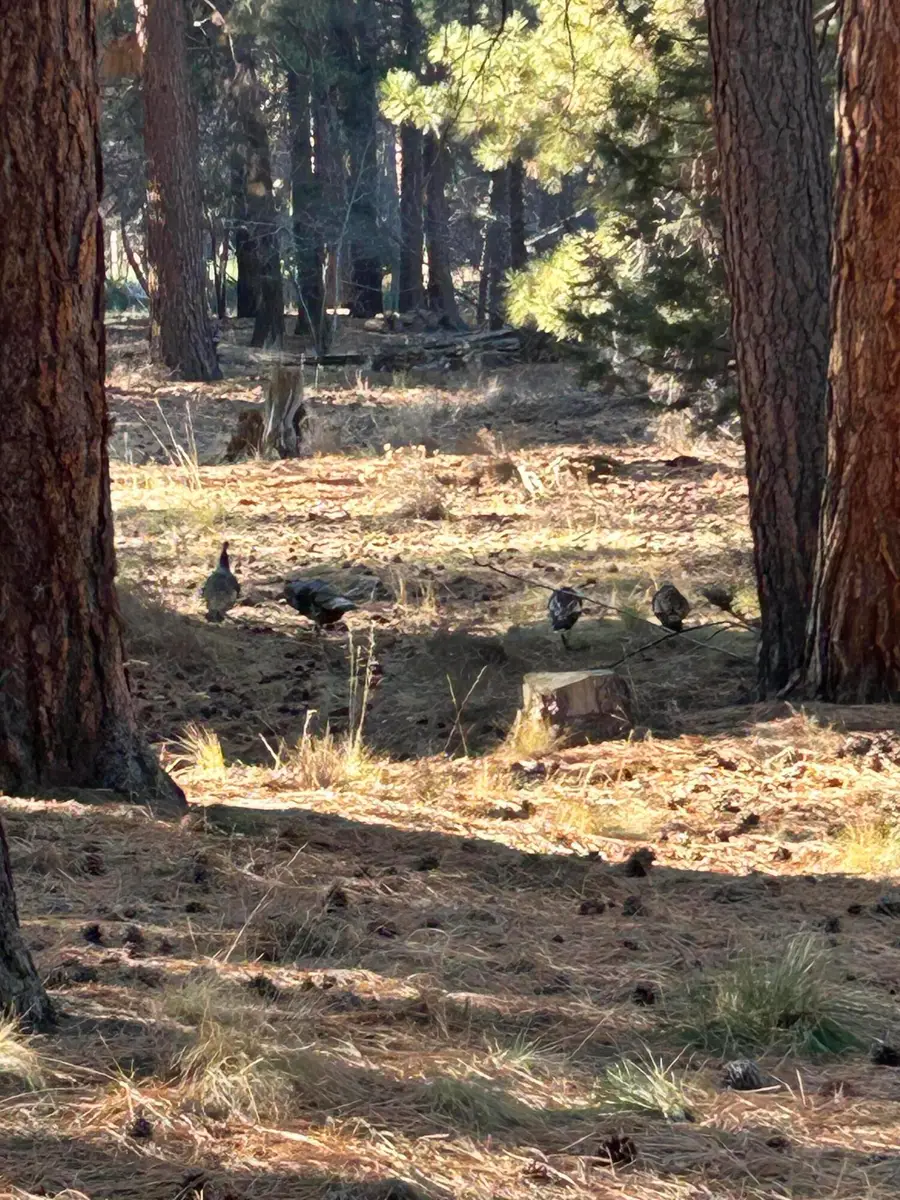 557 S Locust, Sisters, OR 97759 - Image #3