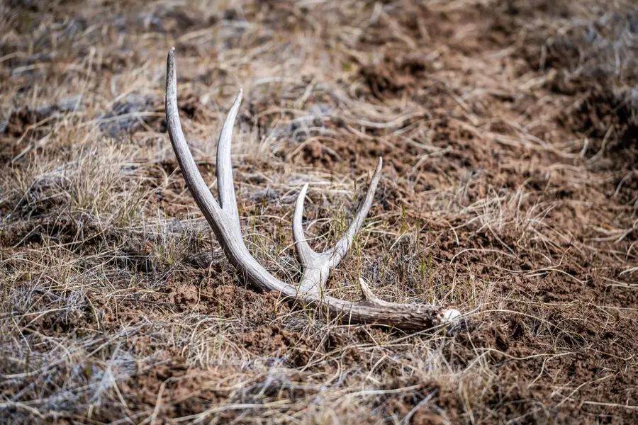 Belshaw Creek, Mount Vernon, OR 97865 - Image #3