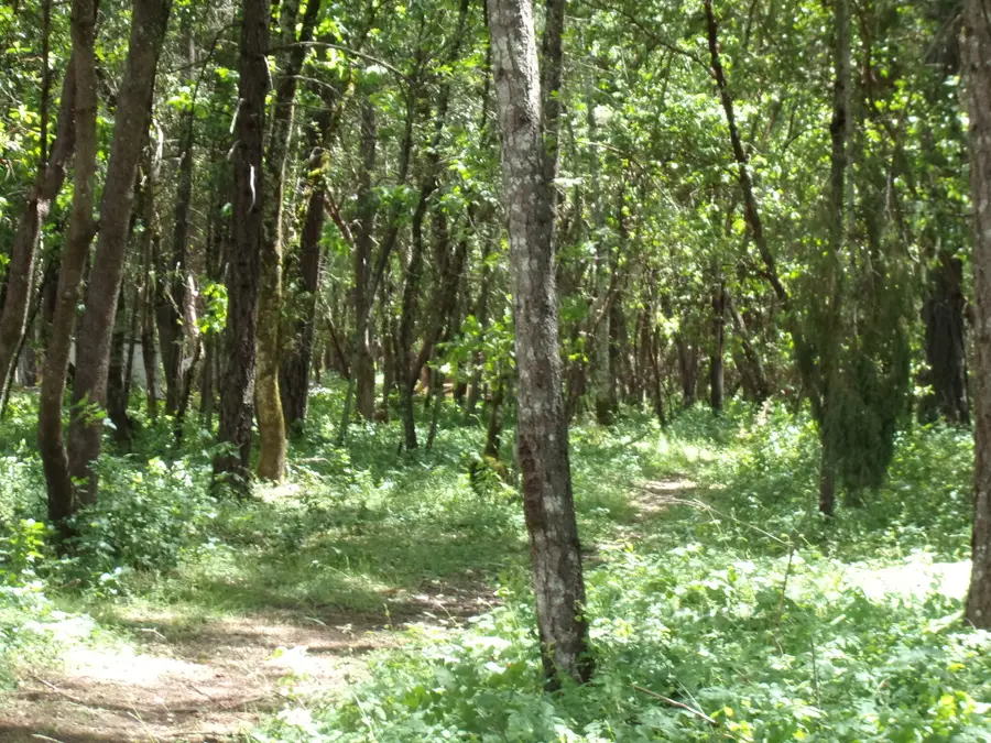 2409 Smokey Lane, Grants Pass, OR 97527 - #2