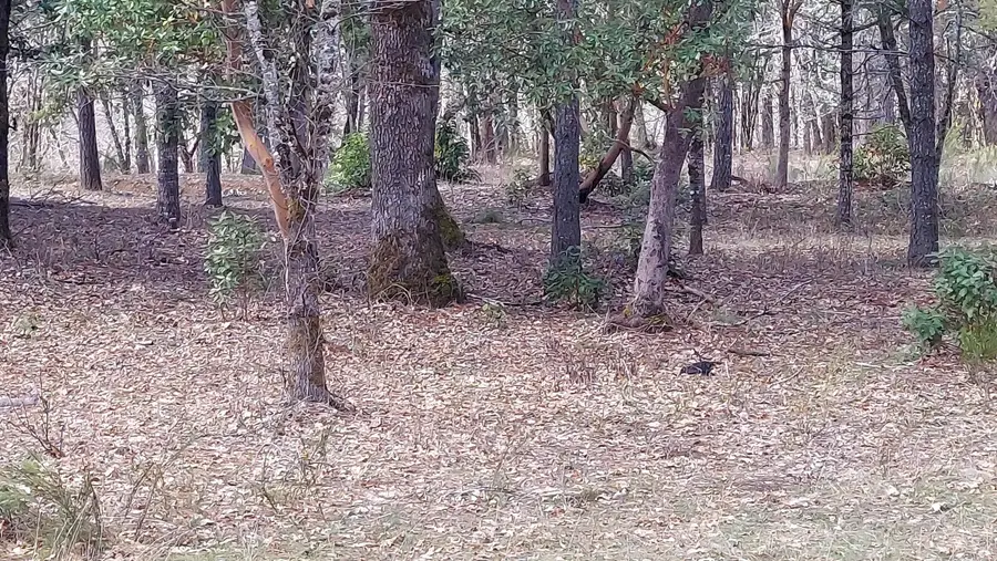 Redwood Highway, Cave Junction, OR 97523 - #3