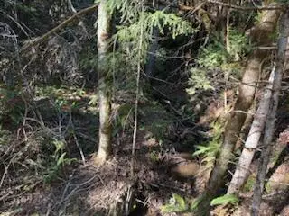 0 French Peak Road #405, Cave Junction, OR 97523