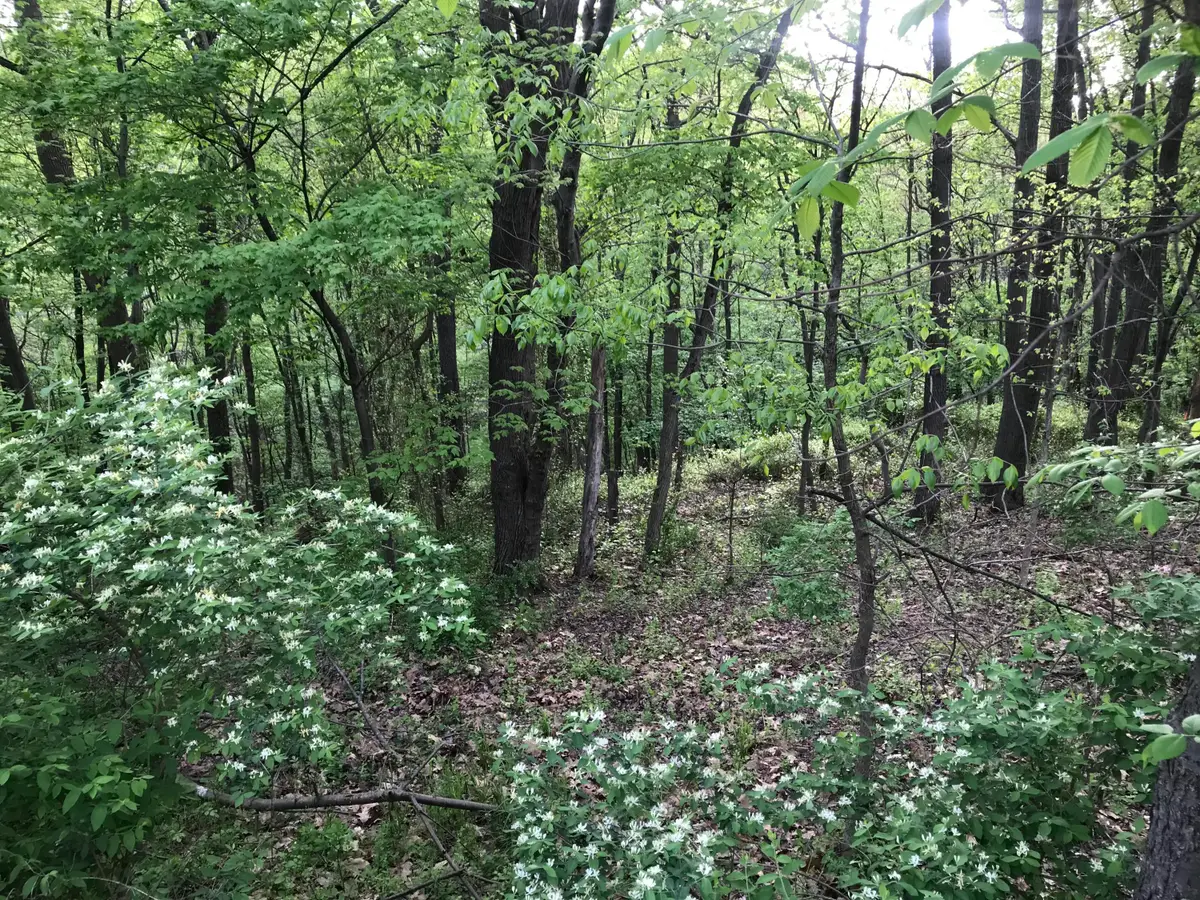 LOTS 41/42 Wild Cherry Lane, Northumberland, PA 17857 - Image #1