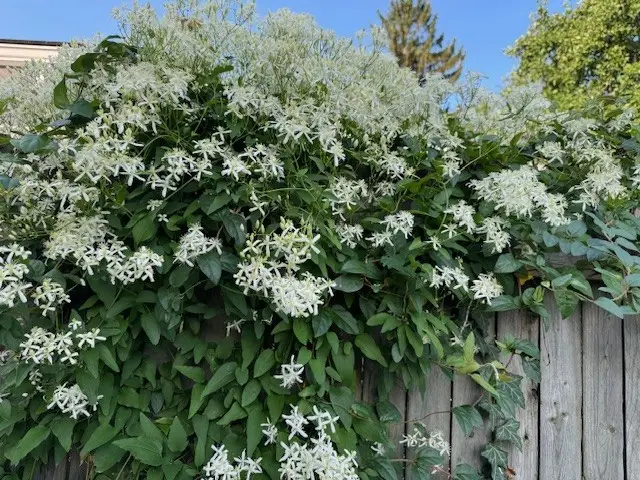 1118 E 27th Street, Erie, PA 16504 - Image #2