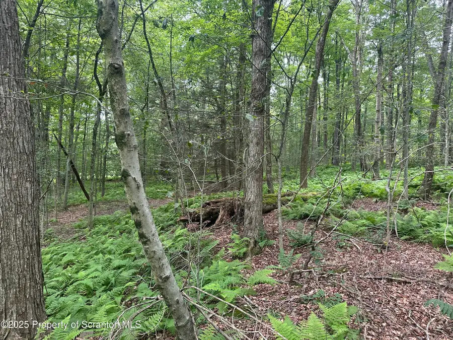 Wolf Lake Road, New Milford, PA 18834 - Image #3