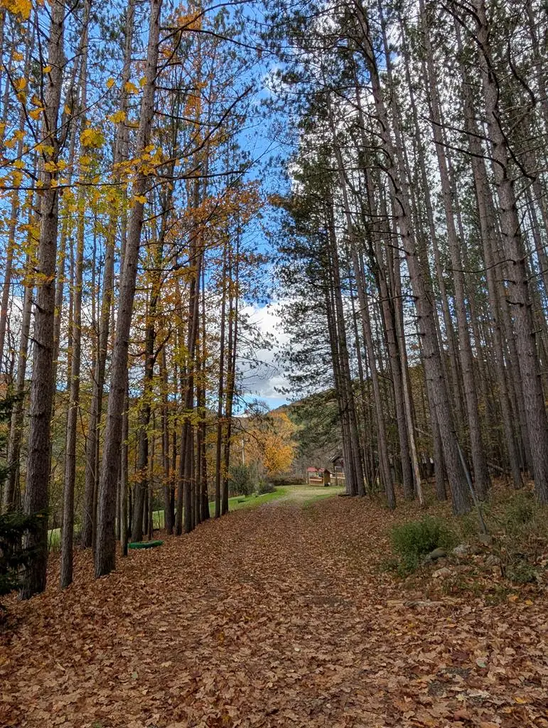 153 Pinneo Hill Road, Oswayo, PA 16915 - Image #2