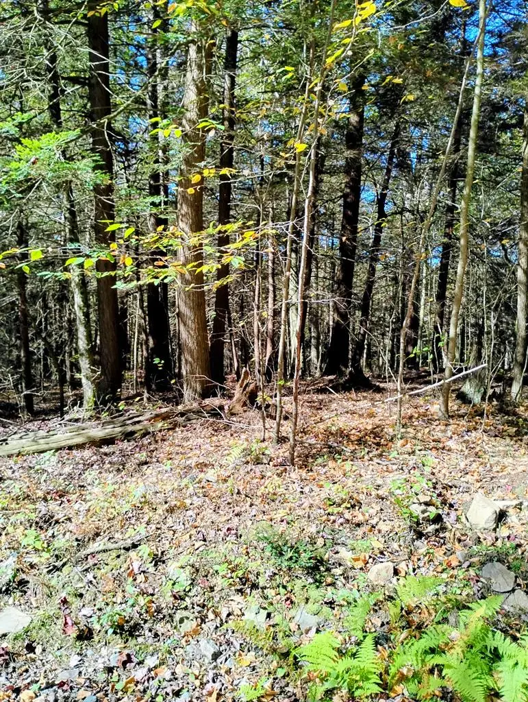 Lot 24 Cavanaugh Road, Dushore, PA 18614 - Image #1