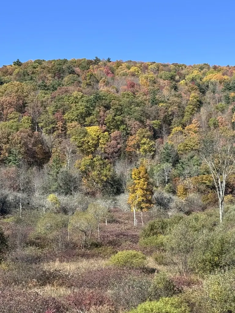 925 E. Honeoye Street, Shinglehouse, PA 16748 - #3