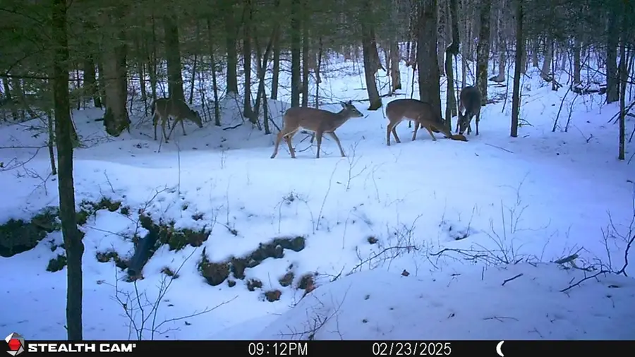 0 Drybrook Rd, Tioga, NY 13827 - Image #3