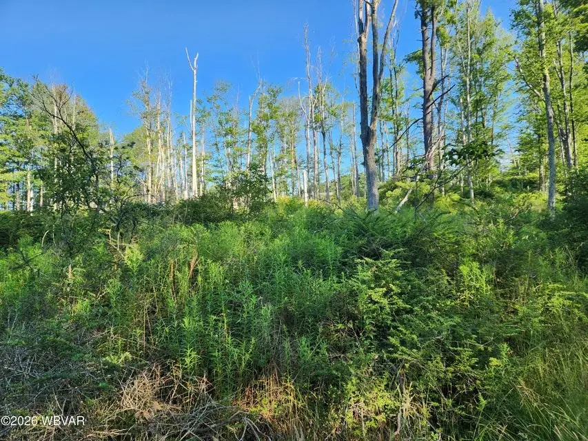 Lot #4 Rider Lane, Eagles Mere, PA 17731 - #2