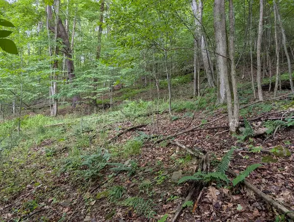 00 Rose Lake Road, Coudersport, PA 16915