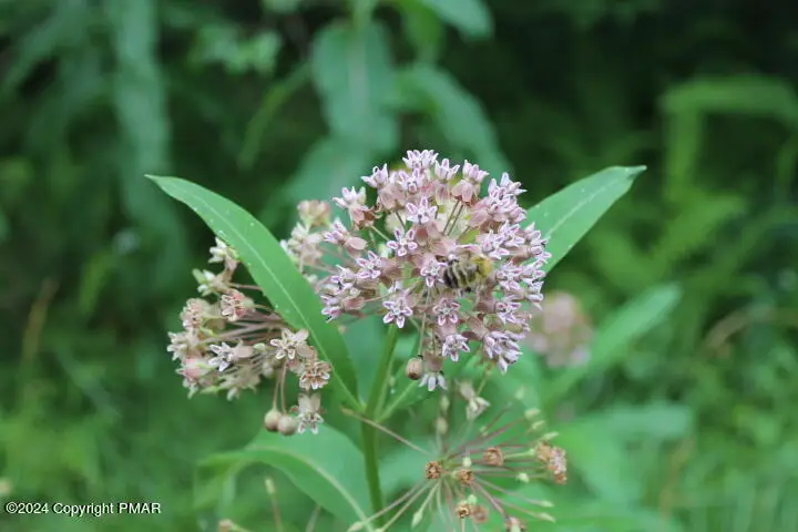 517 E Forest Road, Pocono Lake, PA 18347 - Image #3