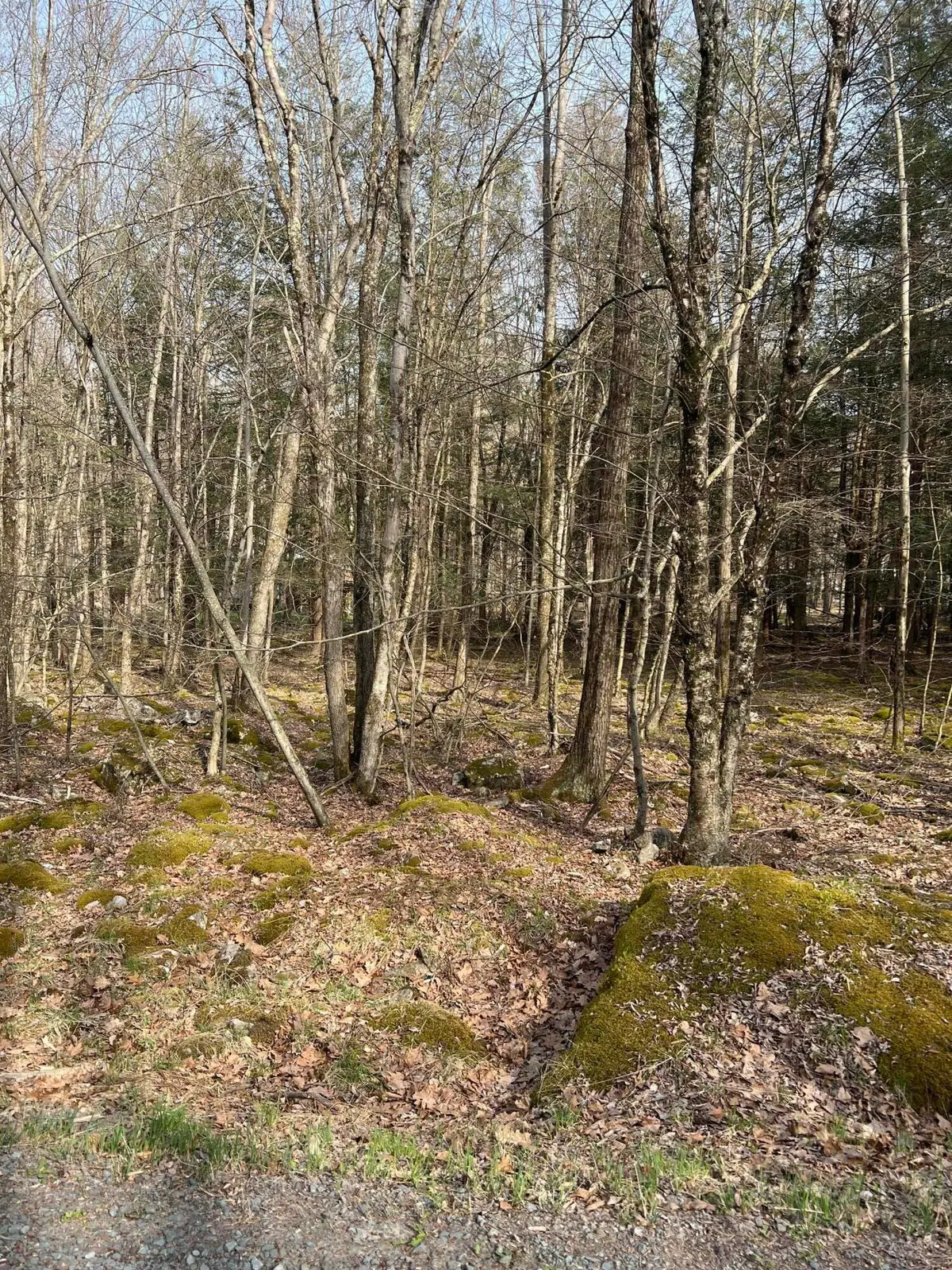 lot 813 White Pine Drive, Pocono Lake, PA 18347 - Image #1