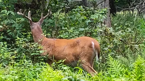 Lot 528 Hummingbird Lane, Hawley, PA 18428