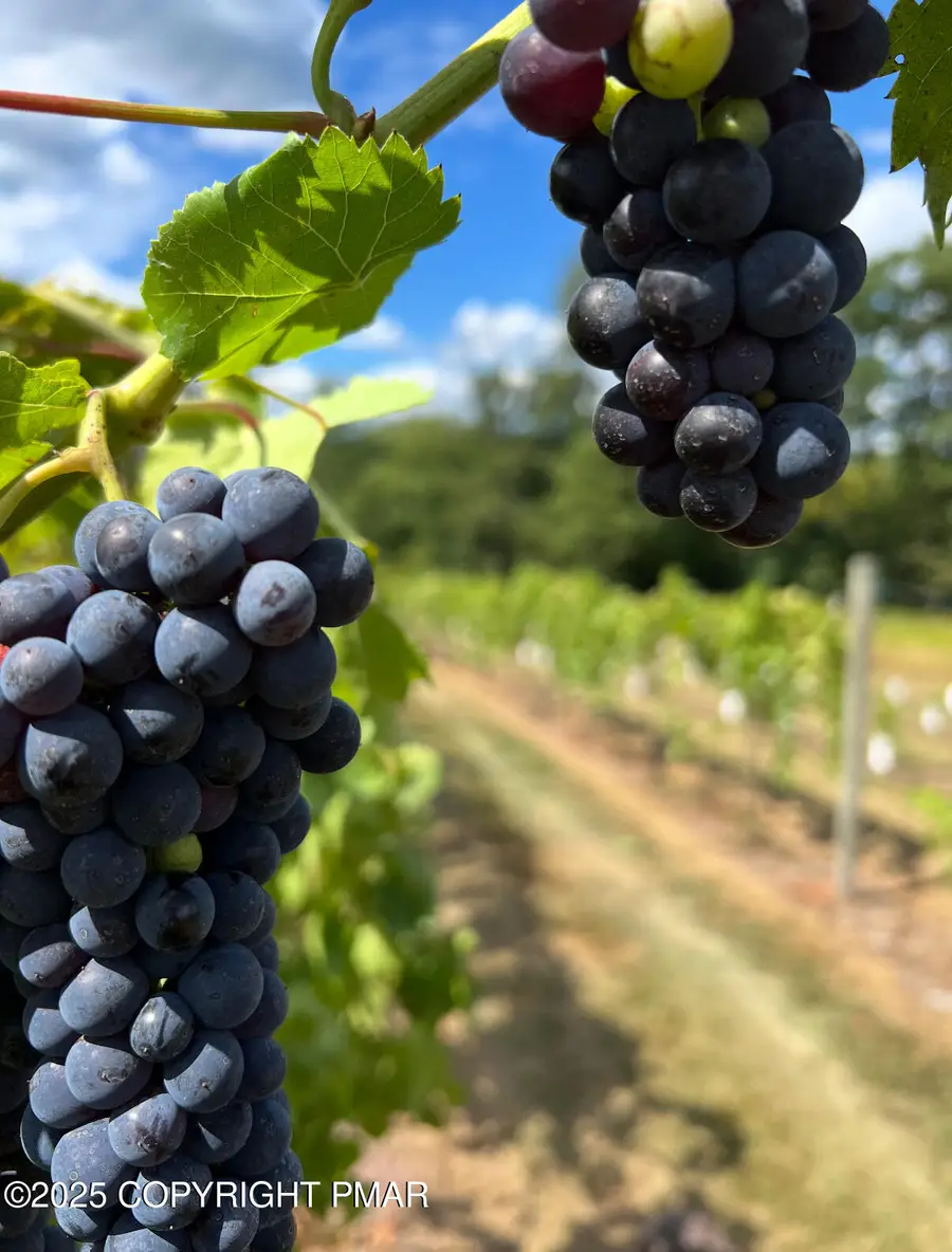 1212 Burger Hollow Road, Effort, PA 18330 - #3