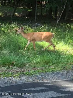 LOT 155 Tink Wig Drive, Hawley, PA 18428 - Image #3