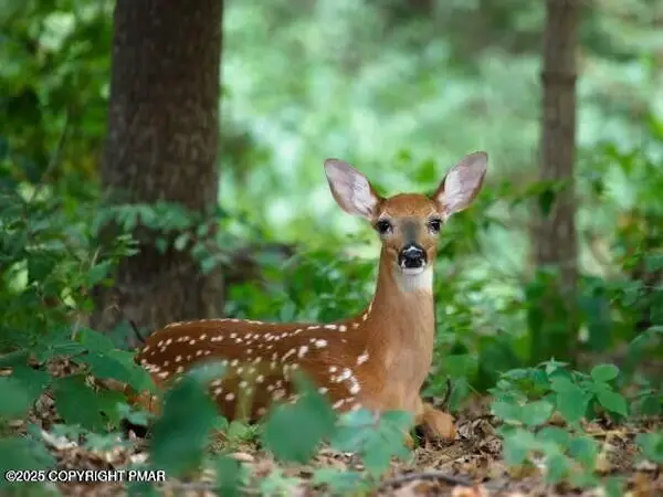 Lot 11 Wild Cherry Ln 11, Tobyhanna, PA 18466