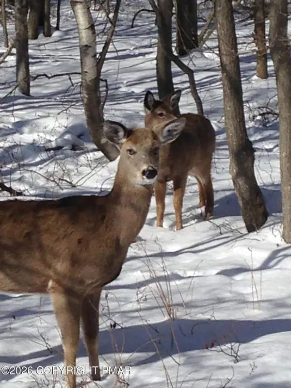 6003 Scenic Drive, Albrightsville, PA 18210