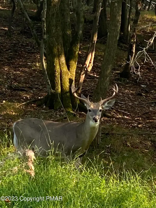 Lot 2 & 3 Nadine Road, White Haven, PA 18661