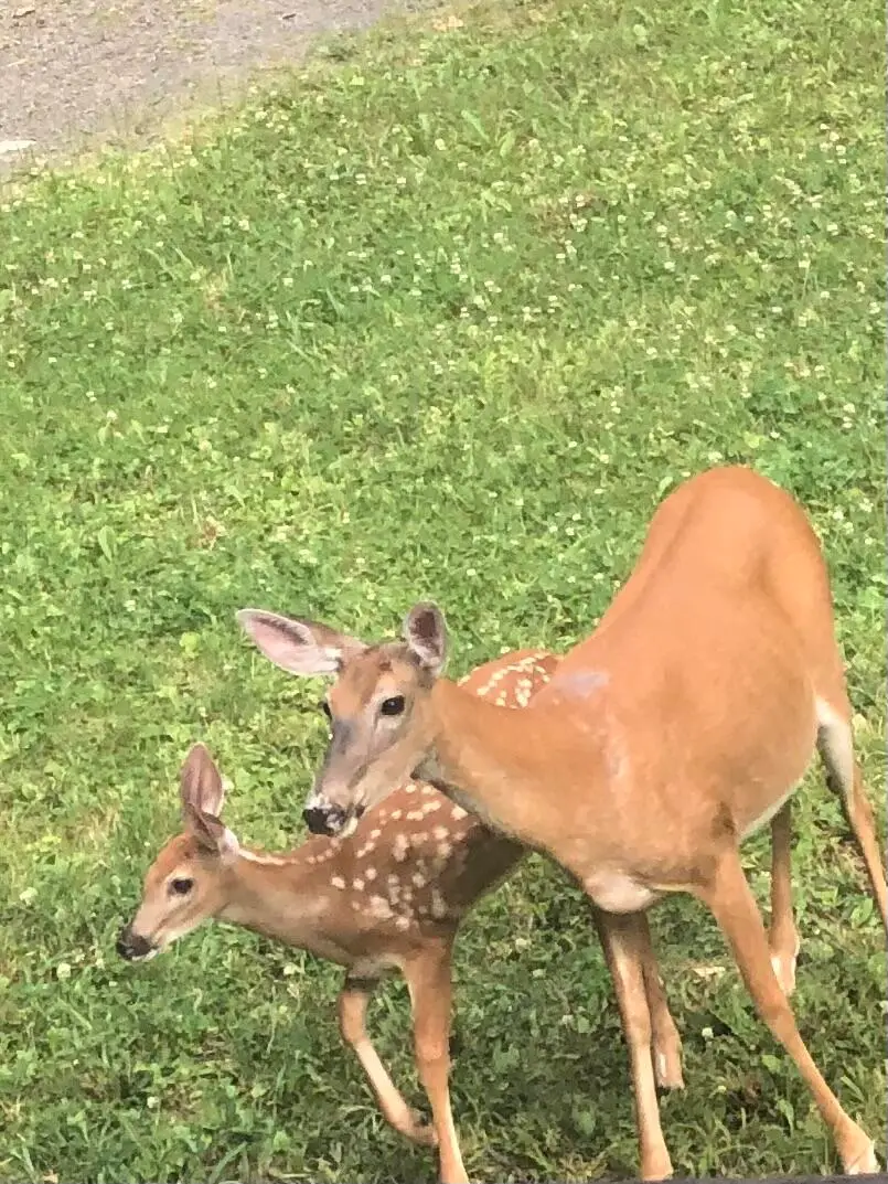 Lot 220 Helen Way, White Haven, PA 18661 - #1