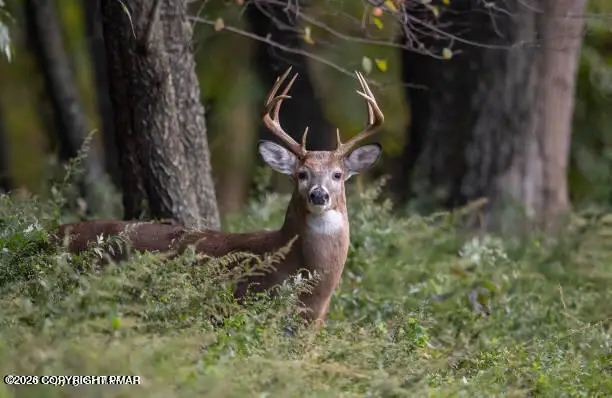 Coyote Dr 280, Tobyhanna, PA 18466 - #1