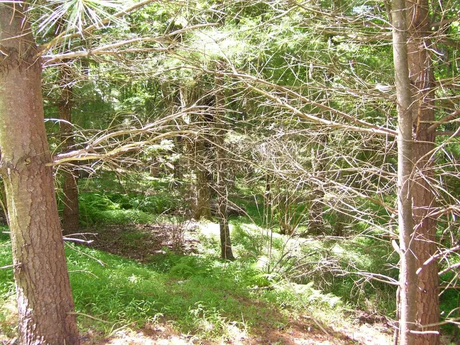 Lot #2 Rebels Road, Lackawaxen, PA 18457 - Image #3