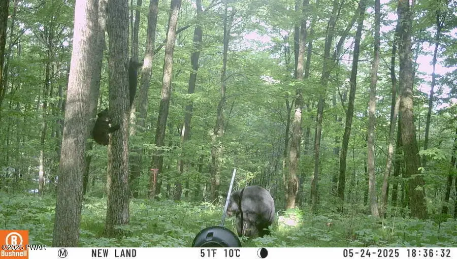 4, 5, 6, 7 Secluded Lake Road, Newfoundland, PA 18445 - Image #3