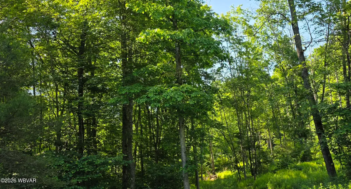 Dip Hollow Lane, Cross Fork, PA 17729 - #1
