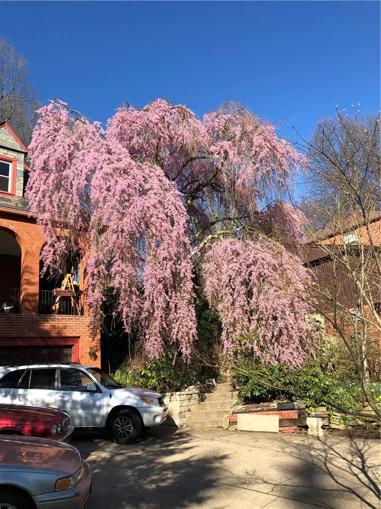 44 Brucewood, Pittsburgh, PA 15228 - #3