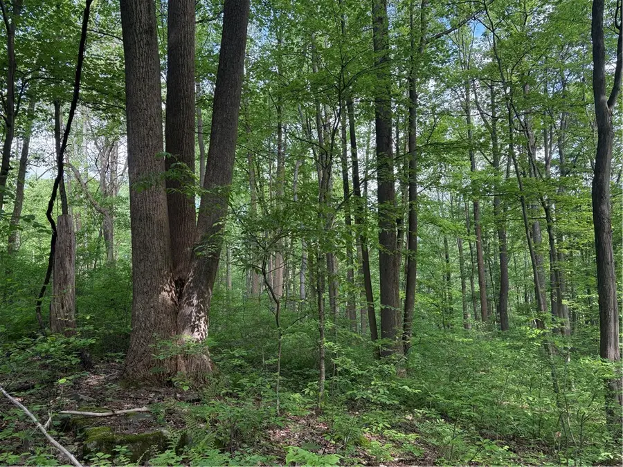 Lot 1C Cottonwood Rd, Acme, PA 15610 - #3