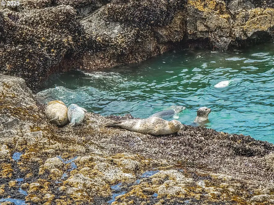 1251 Highway 101, Yachats, OR 97498 - Image #2